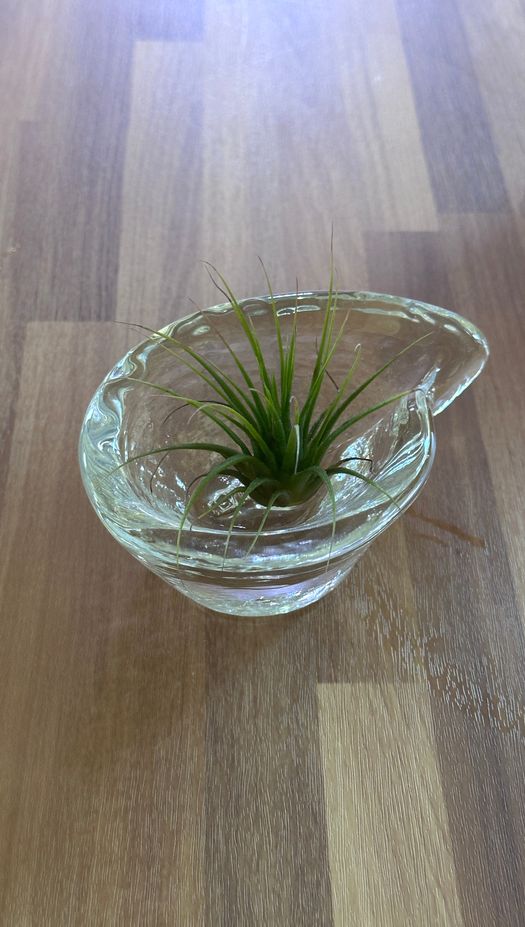 Teardrop Dish